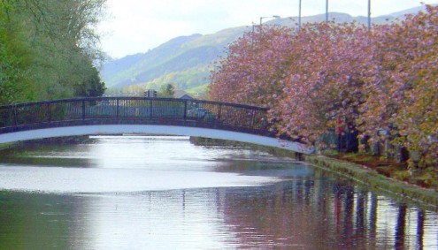The cherry trees in Newry are loved by the local community and visitors to the area