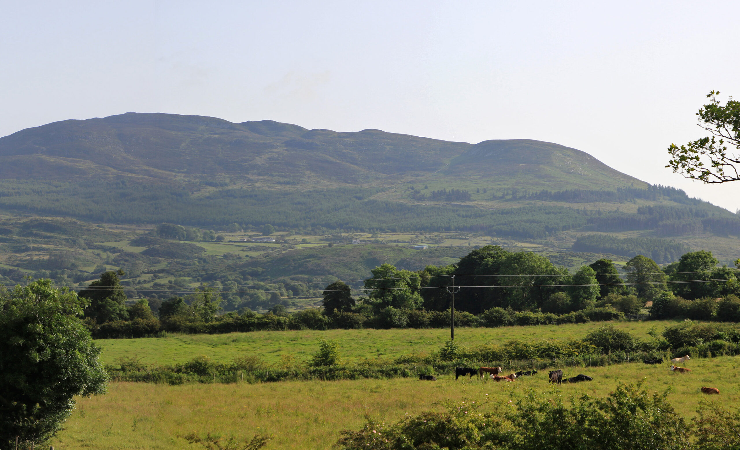 Photo of Slieve Gullion Forest taken from from Forkhill side - Have your say on the future of forests in County Armagh | Newry Times