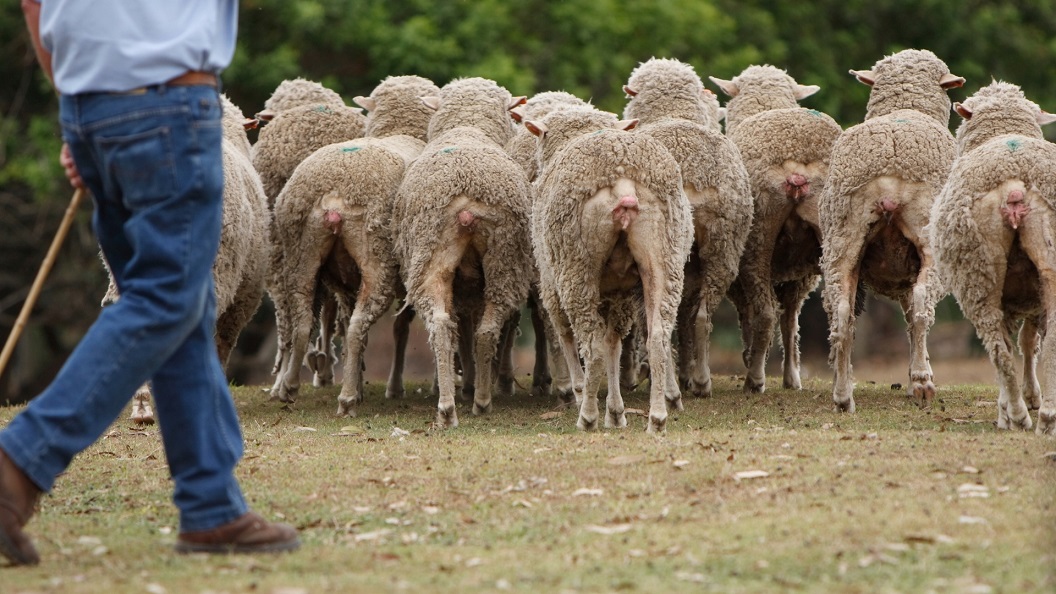 Poots announces £1.2m Covid-19 support scheme for sheep farmers - Newry Times