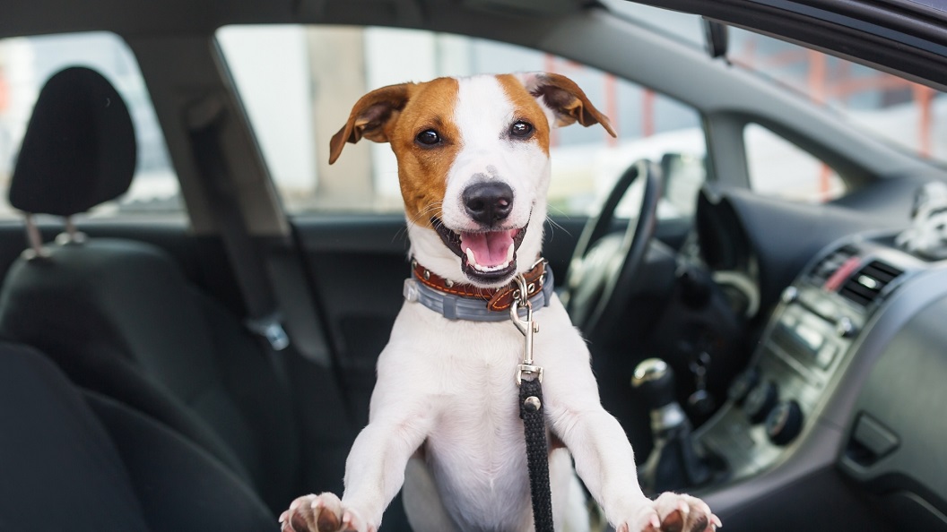 Keep your Pet Safe During Soaring Temperatures - Newry Times - newry news today