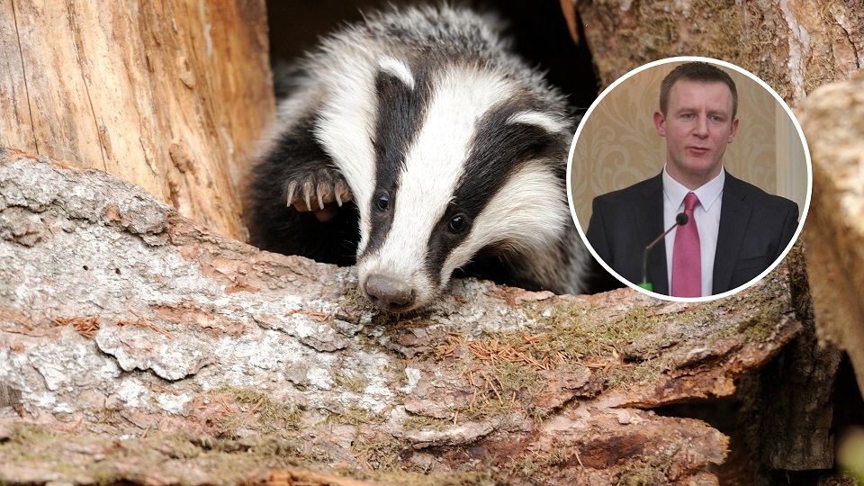 'Brutal cull of badgers should not be allowed to proceed' - Newry MLA - Newry Times - county down newspaper