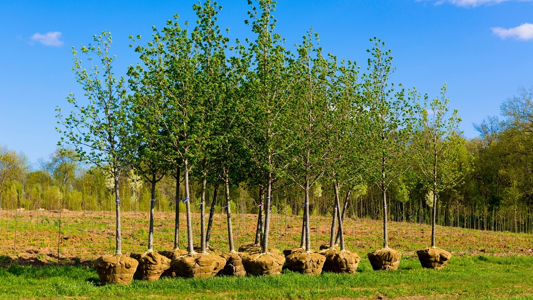 Landowners encouraged to plant trees for climate and nature - Newry Times - newry news co down