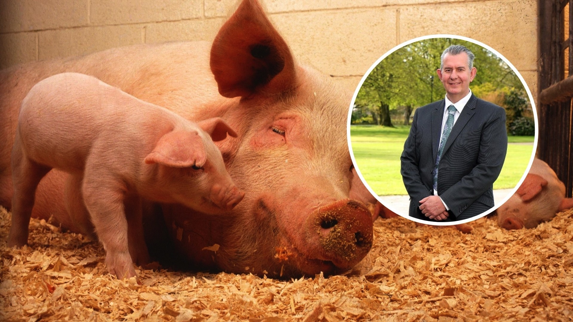 Poots announces £2million support package for local pig farmers | Newry Times - todays news in newry