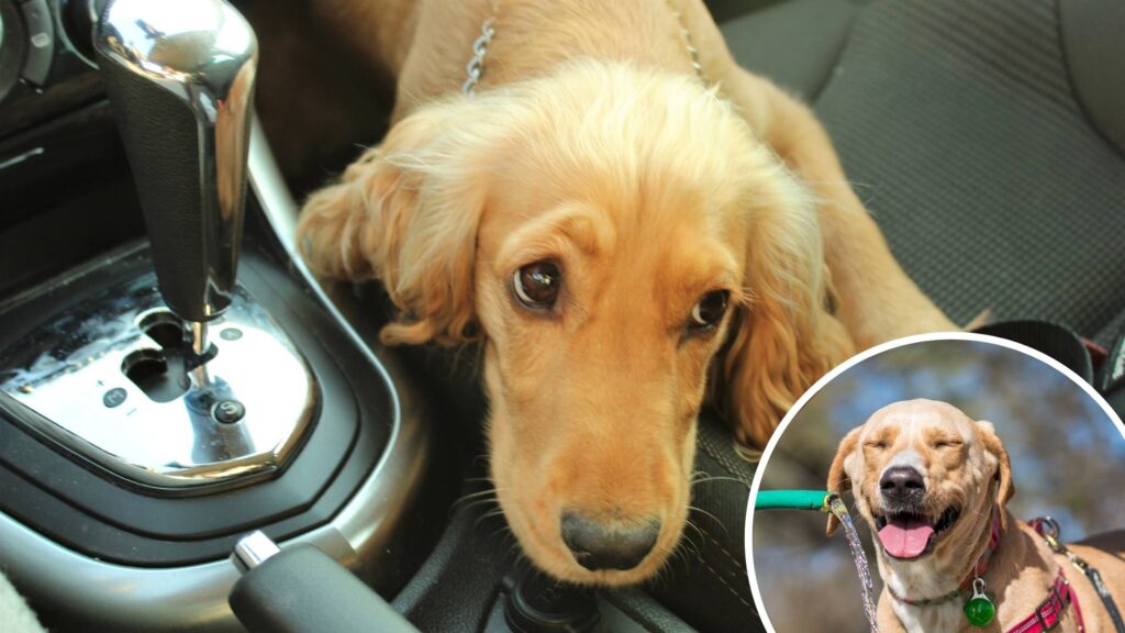 'Don't leave pets in cars', USPCA urges ahead of warm weather | Newry Times - newry news live