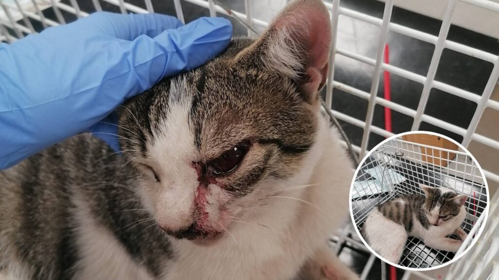 Cat suffers horrific eye injury after being found in snare in Newry | Newry News - newry news facebook