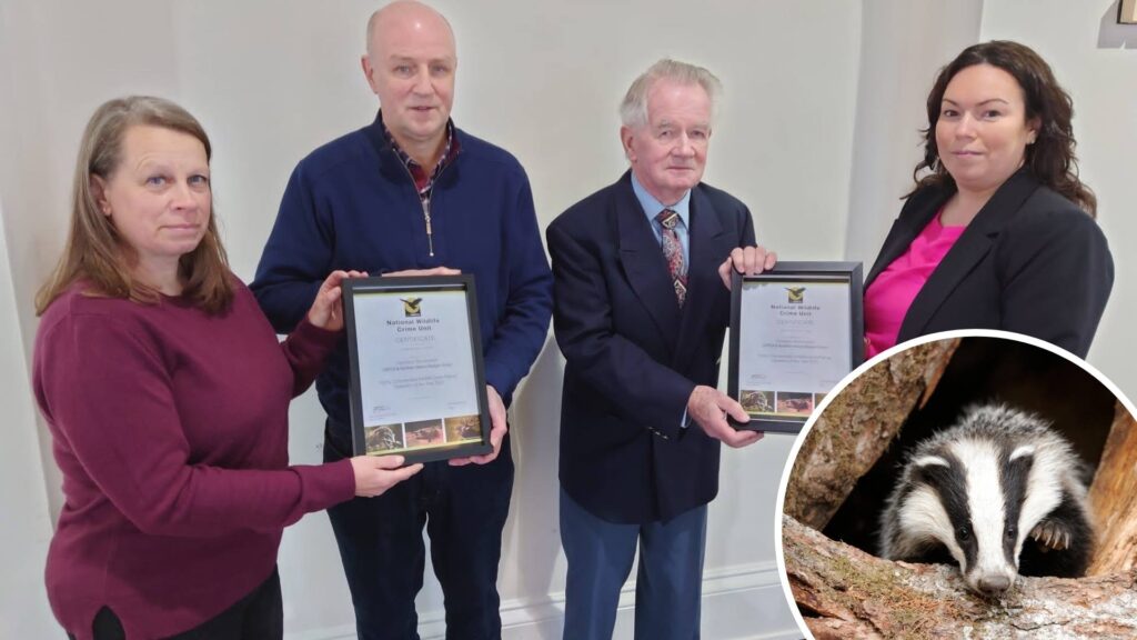 NI Badger Baiting Prevention Initiative Receives National Award Recognition | Newry News - local news newry