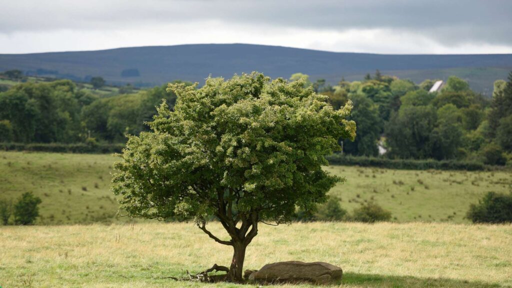 The Woodland Trust Northern Ireland welcomes Tree Protection Bill | Newry News - newry news today