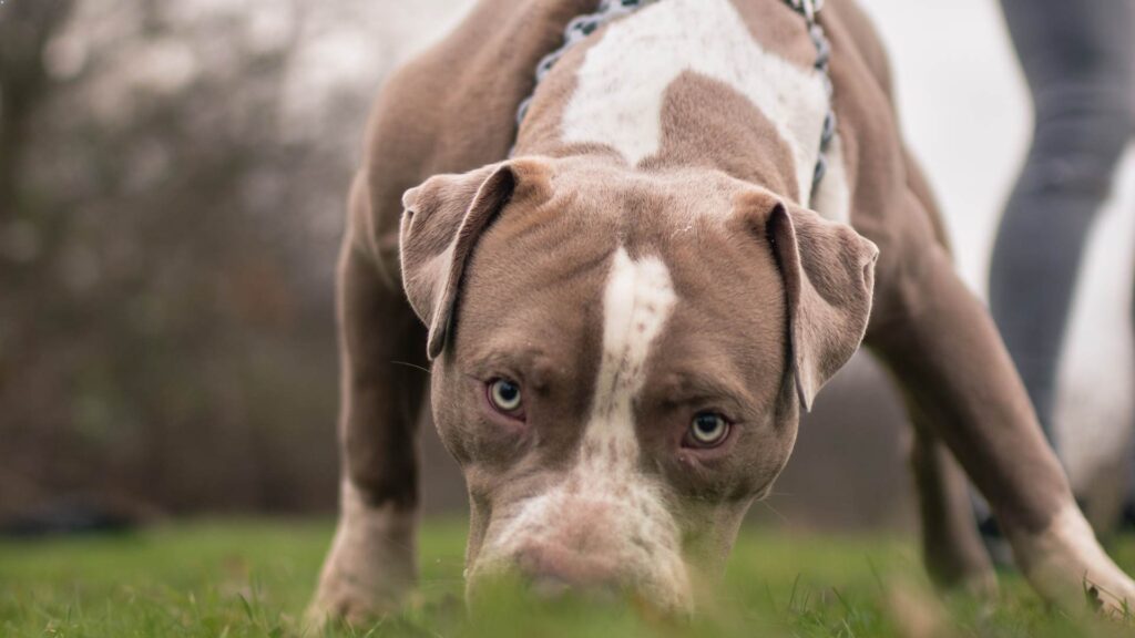 Today- New Northern Ireland XL Bully Dog safeguards now in force | Newry News - xl bully laws northern ireland ni