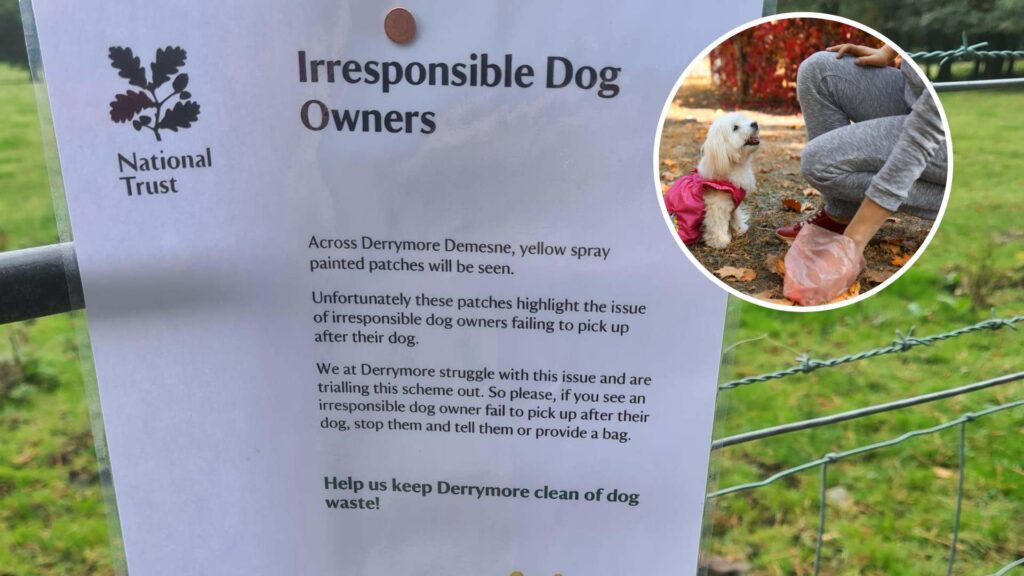  Derramore Forest Staff Appeal To ‘Irresponsible Dog Owners’ | Newry News - newry times news