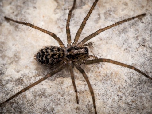 Rare spider discovered in Northern Ireland | Latest Newry News, Newry ...