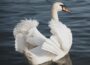 Avian Influenza detected in wild swan in Northern Ireland - NI news