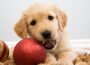 Pets Do Not Belong Under the Christmas Tree - USPCA - Newry pets