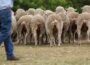 Poots announces £1.2m Covid-19 support scheme for sheep farmers - Newry Times