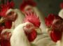 Avian Influenza Prevention Zone in Northern Ireland lifted - Newry Times - newry newspaper online