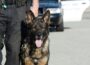 Minister publishes consultation on protections for service animals - Newry Times - newry news co down