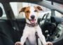 Keep your Pet Safe During Soaring Temperatures - Newry Times - newry news today