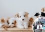 New campaign launched to help combat Northern Ireland puppy smuggling | Newry News today