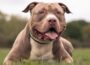 Next steps for XL Bully Dog owners | Newry News - newry newspaper